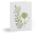 Queen Anne's Lace Botanical Watercolor Greeting Card – Wildflower Art (8 Cards), Bill Shew note card set