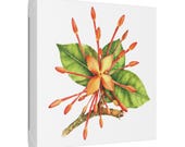 Orange Ixora Botanical Art Classic Stretched Canvas | Tropical Floral Wall Decor, framing detail (Bill Shew)