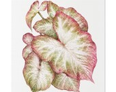 Pink White Caladium Botanical Watercolor Classic Stretched Canvas | Botanical Wall Decor, Bill Shew canvas print