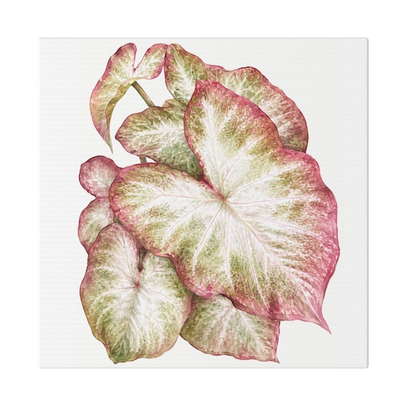 Pink White Caladium Botanical Watercolor Classic Stretched Canvas | Botanical Wall Decor, Bill Shew canvas print