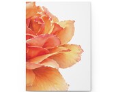 Watercolor Rose Hardcover Journal | Botanical Lined Notebook (150 Pages), alternate view (Bill Shew)
