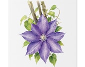 Purple Clematis Botanical Art Classic Stretched Canvas | Floral Wall Decor, Bill Shew canvas print