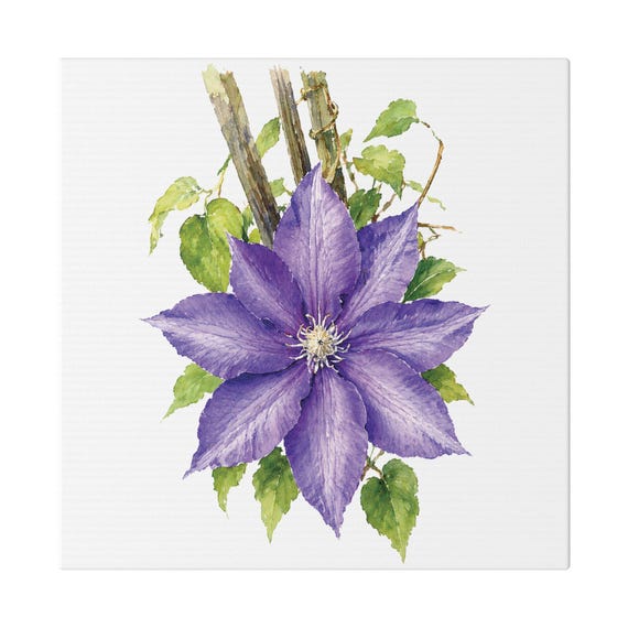 Purple Clematis Botanical Art Classic Stretched Canvas | Floral Wall Decor, Bill Shew canvas print