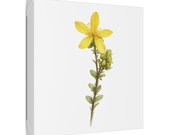 Yellow St. John's Wort Botanical Art Classic Stretched Canvas | Wildflower Wall Decor, framing detail (Bill Shew)
