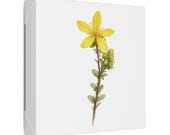 Yellow St. John's Wort Botanical Art Classic Stretched Canvas | Wildflower Wall Decor, detail view (Bill Shew)