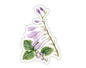 Purple Hosta Flower Sticker, Watercolor Botanical Plant Art by Bill Shew