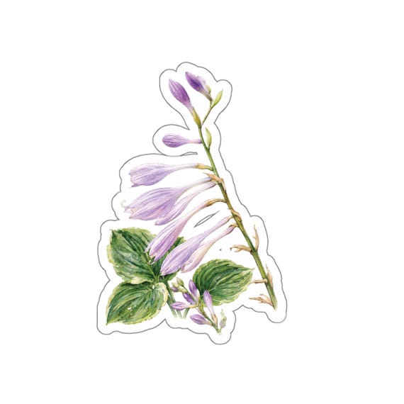 Purple Hosta Sticker, Hosta Flower Die Cut Sticker, Botanical Plant Sticker by Bill Shew