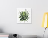 Zebra Haworthia Succulent Botanical Art Classic Stretched Canvas | Plant Wall Decor, detail view (Bill Shew)