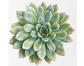 Green Echeveria Succulent Botanical Art Classic Stretched Canvas | Floral Wall Decor, close-up (Bill Shew)
