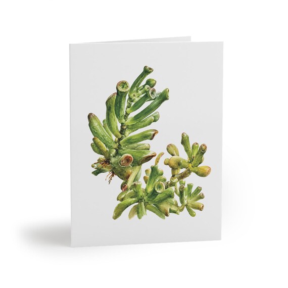 8 cards - Gollum Jade Watercolor Greeting Card, Tubular Jade Plant Illustration by Bill Shew