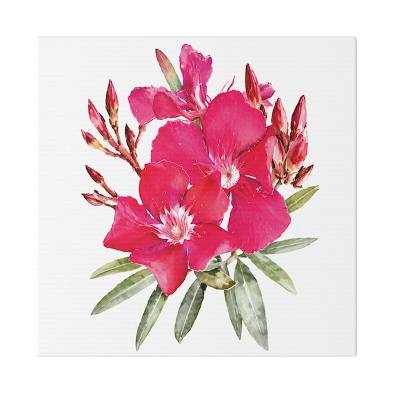 Pink Oleander Botanical Art Classic Stretched Canvas | Floral Wall Decor, Bill Shew canvas print