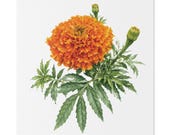 Orange Marigold Botanical Art Classic Stretched Canvas | Floral Garden Wall Decor, Bill Shew canvas print