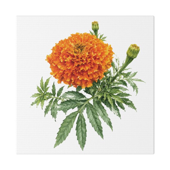 Orange Marigold Botanical Art Classic Stretched Canvas | Floral Garden Wall Decor, Bill Shew canvas print