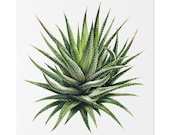 Zebra Haworthia Succulent Botanical Art Classic Stretched Canvas | Plant Wall Decor, close-up (Bill Shew)