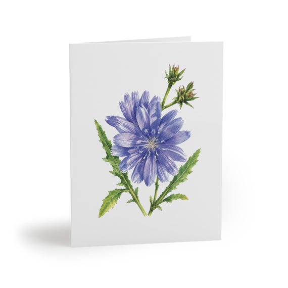 8 cards - Chicory Greeting Card, Blue Chicory Flower Botanical Watercolor by Bill Shew