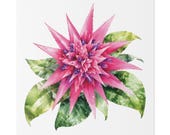 Pink Bromeliad Botanical Art Classic Stretched Canvas | Tropical Floral Wall Decor, close-up (Bill Shew)