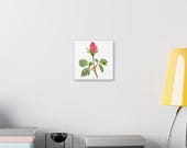 Pink Rose Botanical Art Classic Stretched Canvas | Floral Wall Decor, alternate view (Bill Shew)