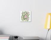Pink Caladium Botanical Art Classic Stretched Canvas | Botanical Wall Decor, alternate view (Bill Shew)