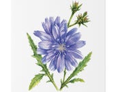 Blue Chicory Botanical Art Classic Stretched Canvas | Wildflower Wall Decor, close-up (Bill Shew)