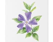 Purple Periwinkle Botanical Watercolor Flower Art | Vinca Floral Wall Decor, Bill Shew art print