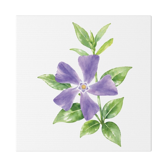Purple Periwinkle Botanical Watercolor Flower Art | Vinca Floral Wall Decor, Bill Shew art print