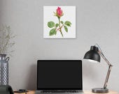 Pink Rose Botanical Art Classic Stretched Canvas | Floral Wall Decor, alternate view (Bill Shew)