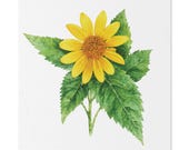 Golden False Sunflower Botanical Art Classic Stretched Canvas | Floral Wall Decor, Bill Shew canvas print