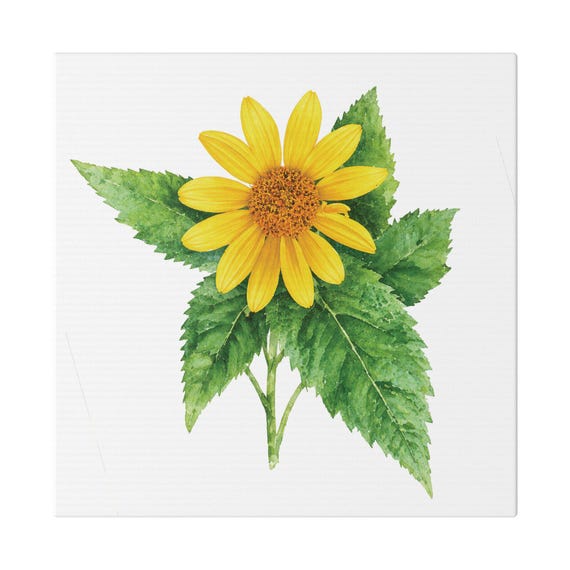 Golden False Sunflower Botanical Art Classic Stretched Canvas | Floral Wall Decor, Bill Shew canvas print