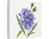 Blue Chicory Botanical Art Classic Stretched Canvas | Wildflower Wall Decor, framing detail (Bill Shew)