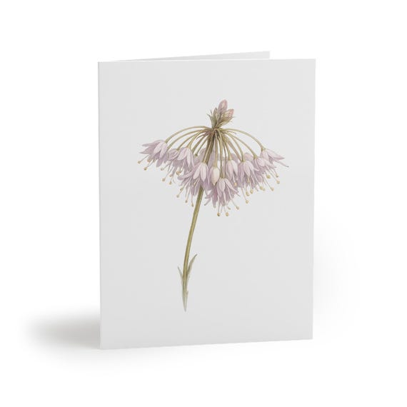 8 cards - Nodding Onion Greeting Card, Pink Allium Botanical Watercolor by Bill Shew