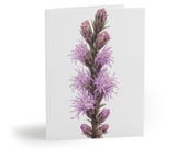 Blazing Star Watercolor Greeting Card, Purple Liatris Botanical Art by Bill Shew