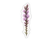 Purple Liatris Blazing Star Sticker, Botanical Wildflower Garden Decal by Bill Shew