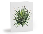 8 cards - Zebra Haworthia Watercolor Greeting Card, Haworthiopsis Attenuata Botanical Art by Bill Shew