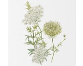 Queen Anne's Lace Botanical Art Classic Stretched Canvas | White Wildflower Wall Decor, Bill Shew canvas print