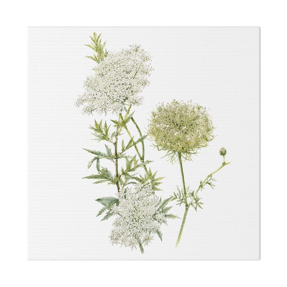Queen Anne's Lace Botanical Art Classic Stretched Canvas | White Wildflower Wall Decor, Bill Shew canvas print