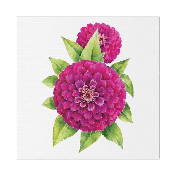 Magenta Zinnia Botanical Art Classic Stretched Canvas | Floral Garden Wall Decor, Bill Shew canvas print