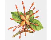 Orange Ixora Botanical Art Classic Stretched Canvas | Tropical Floral Wall Decor, Bill Shew canvas print