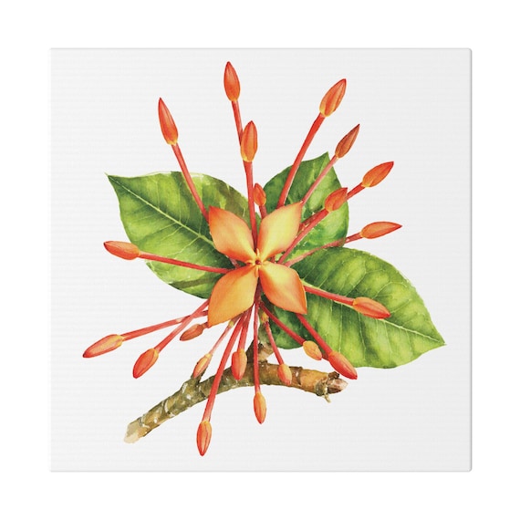 Orange Ixora Botanical Art Classic Stretched Canvas | Tropical Floral Wall Decor, Bill Shew canvas print