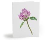 Purple Clover Watercolor Card – Trifolium Pratense Botanical Art (8 Pack) by Bill Shew