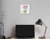 Pink Joe-Pye Weed Botanical Art Classic Stretched Canvas | Wildflower Wall Decor, in-room view (Bill Shew)