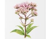 Pink Joe-Pye Weed Botanical Art Classic Stretched Canvas | Wildflower Wall Decor, Bill Shew canvas print