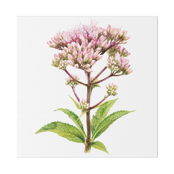 Pink Joe-Pye Weed Botanical Art Classic Stretched Canvas | Wildflower Wall Decor, Bill Shew canvas print