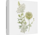 Queen Anne's Lace Botanical Art Classic Stretched Canvas | White Wildflower Wall Decor, detail view (Bill Shew)
