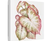 Pink White Caladium Botanical Watercolor Classic Stretched Canvas | Botanical Wall Decor, framing detail (Bill Shew)