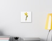Yellow St. John's Wort Botanical Art Classic Stretched Canvas | Wildflower Wall Decor, alternate view (Bill Shew)