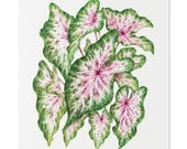Pink Caladium Botanical Art Classic Stretched Canvas | Botanical Wall Decor, Bill Shew canvas print