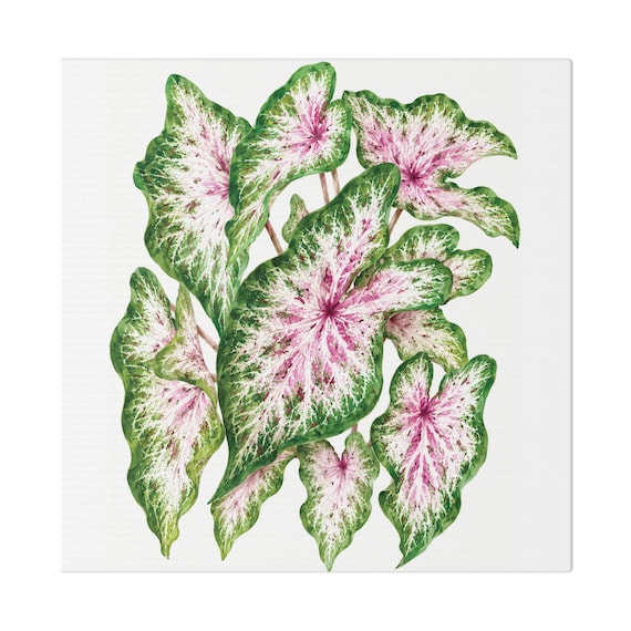 Pink Caladium Botanical Art Classic Stretched Canvas | Botanical Wall Decor, Bill Shew canvas print