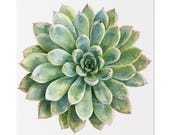 Green Echeveria Succulent Botanical Art Classic Stretched Canvas | Floral Wall Decor, Bill Shew canvas print