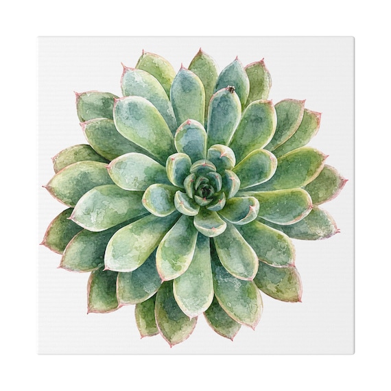 Green Echeveria Succulent Botanical Art Classic Stretched Canvas | Floral Wall Decor, Bill Shew canvas print