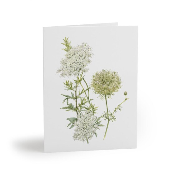 8 cards - Queen Anne's Lace Greeting Card, Wild Carrot Botanical Watercolor by Bill Shew